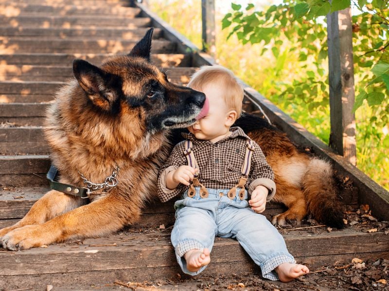 German Shepherd