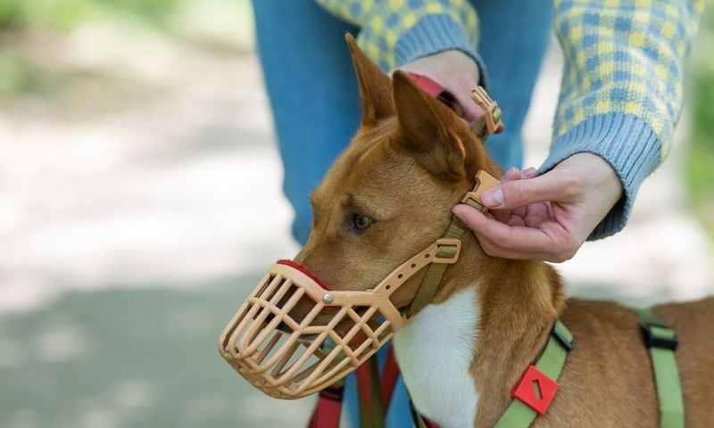 Restrictive Muzzles Prevent Critical Cooling