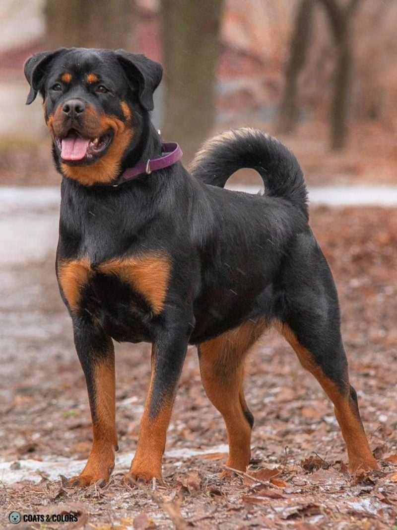 Rottweiler: The Confident Guardian