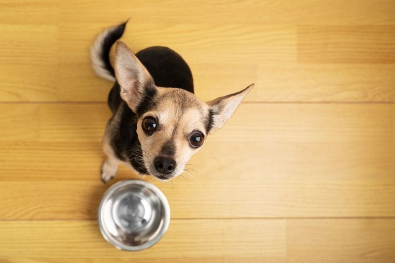 Change in Appetite or Drinking Habits