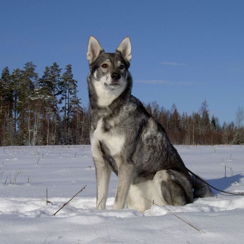 Jämthund (Swedish Elkhound)