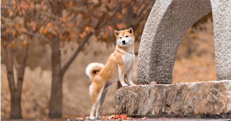 Shiba Inu