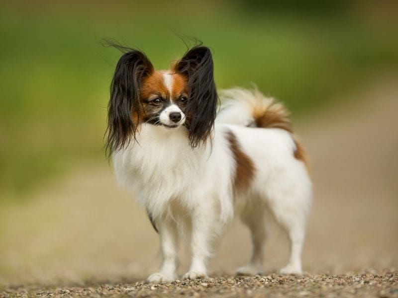 Papillon: Butterfly-Eared Athlete