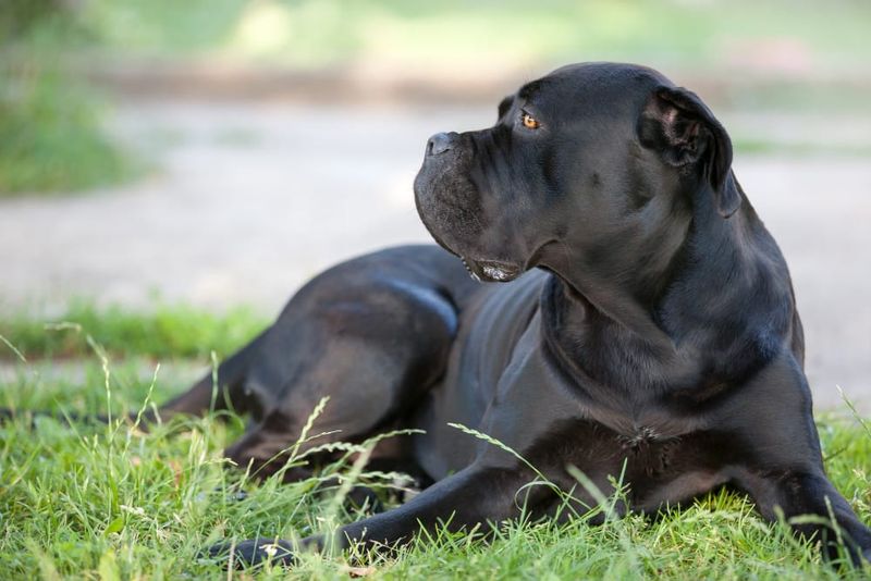 Cane Corso: Italian Mastiffs Need Consistent Leadership