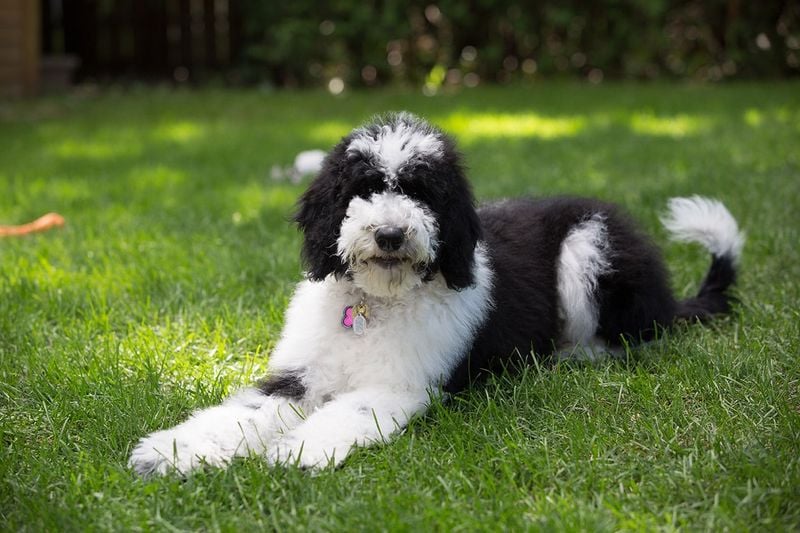 Sheepadoodle: The Playful Protector