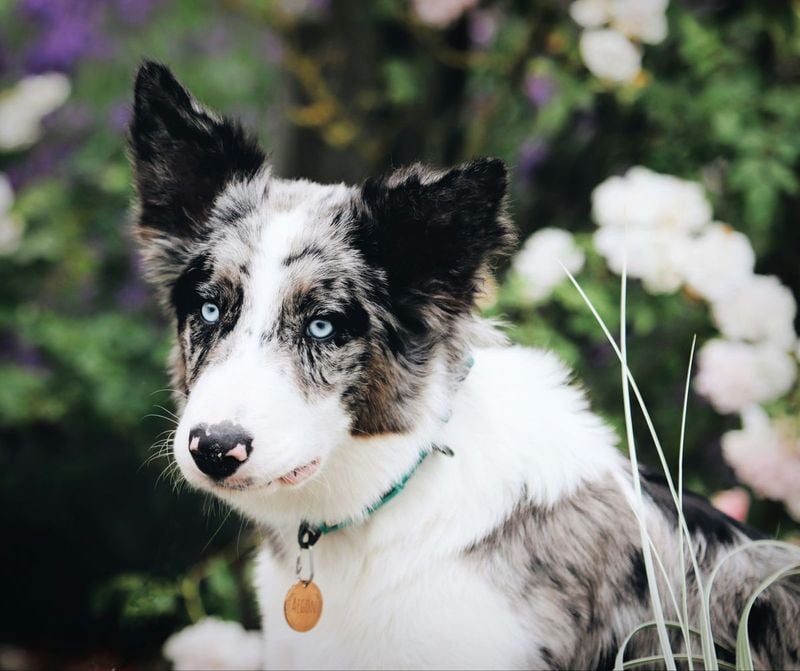 Border Collie: Too Smart for Their Own Good