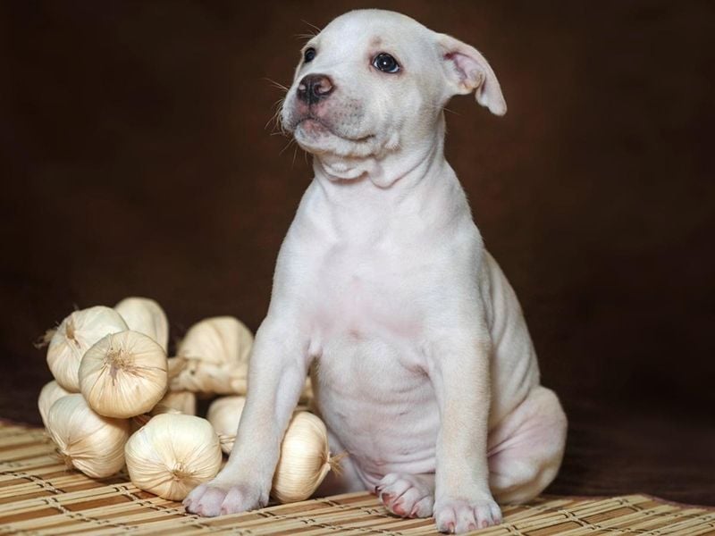 Onions and Garlic (Raw, Cooked, or Powdered)