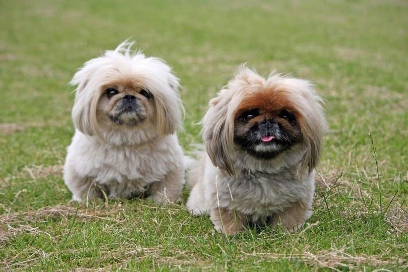 Lion-Dog Royalty: Pekingese