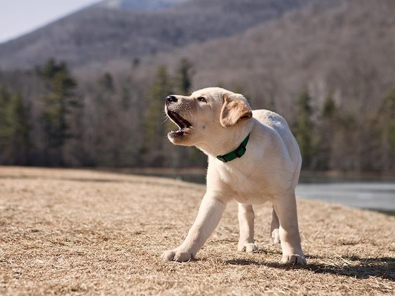 Barks Have Specific Meanings