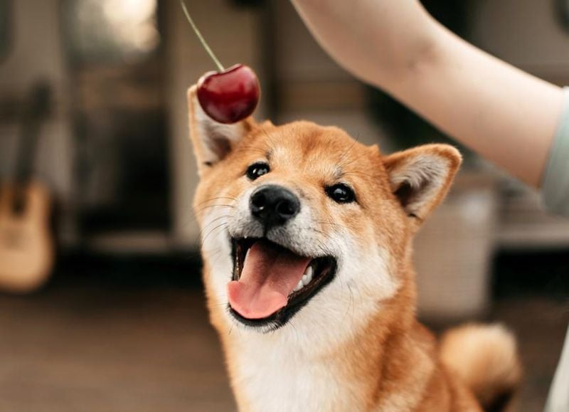 Cherries