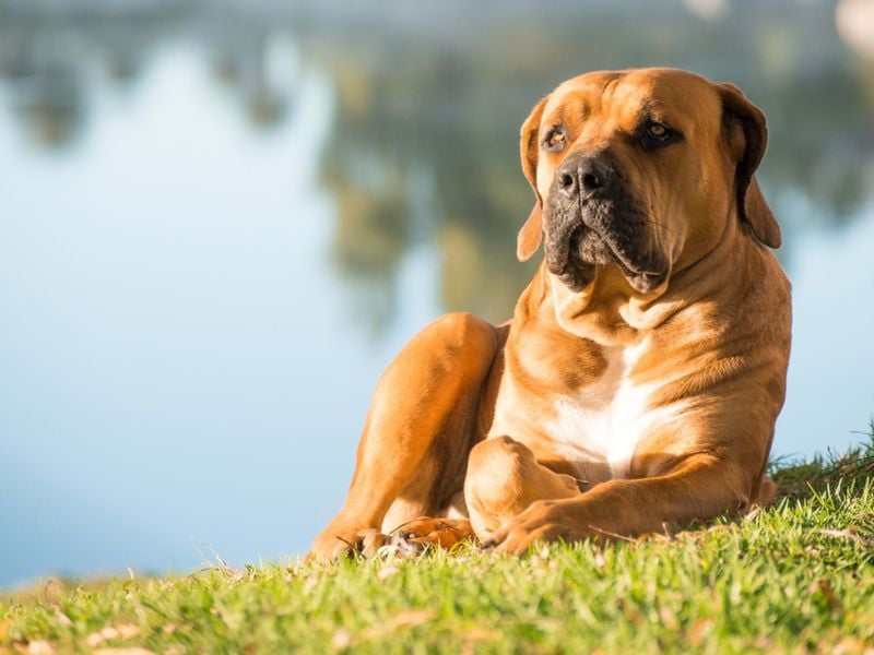 The South African Farmhand: Boerboel