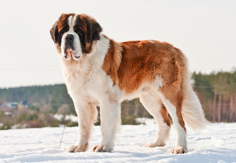 Saint Bernard: The Mountain Rescue Hero