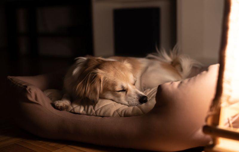 Encourages Better Sleep