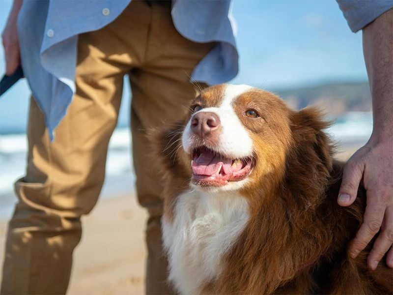 Velcro Dogs vs. Independent Workers
