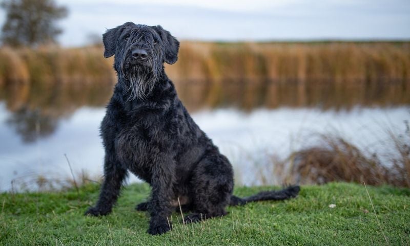 Giant Schnauzer