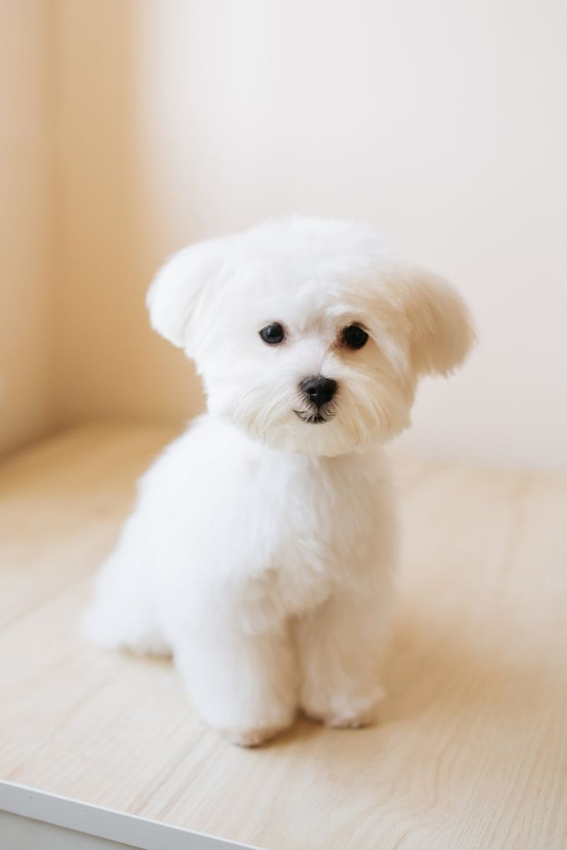 Maltese