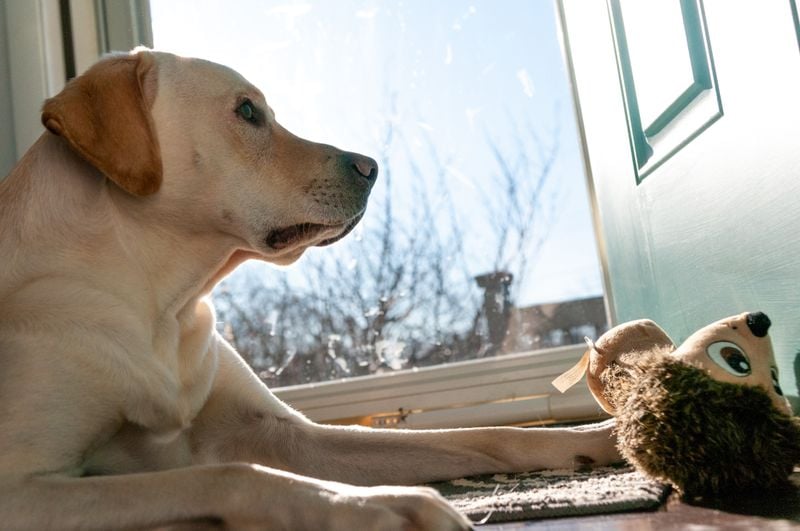 Labrador Retriever