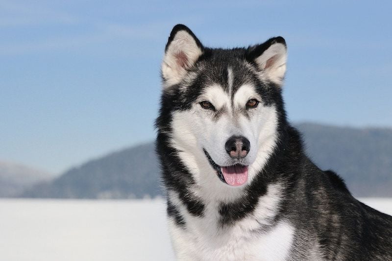 Alaskan Malamute: Arctic Powerhouses with Predatory Instincts