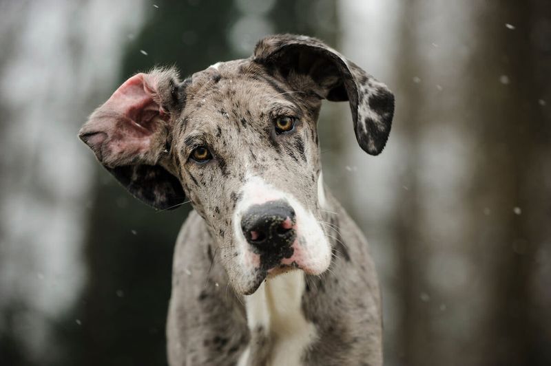 Great Dane: Gentle Giants With Steady Nerves