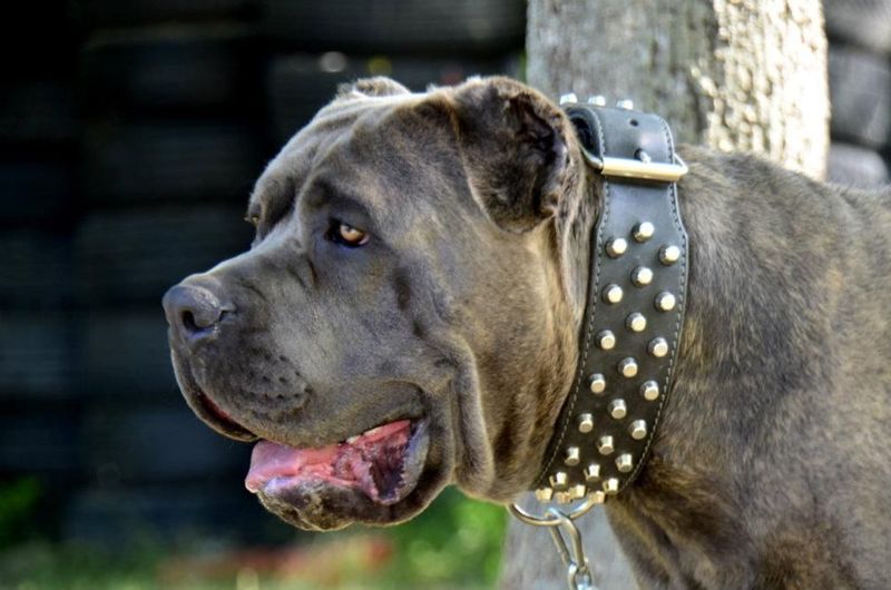 Cane Corso