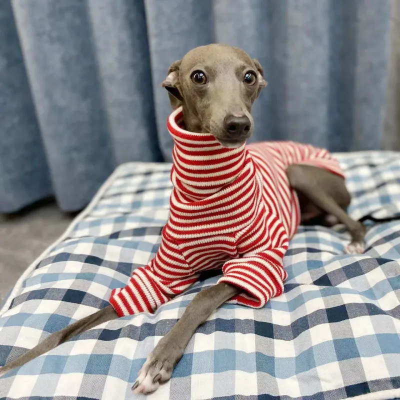 Italian Greyhound