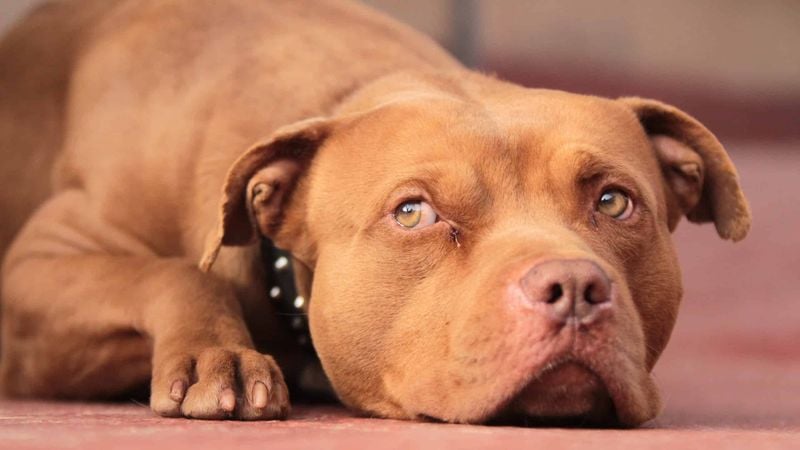 Red Nose - The Copper Beauty