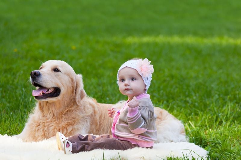 Golden Retriever
