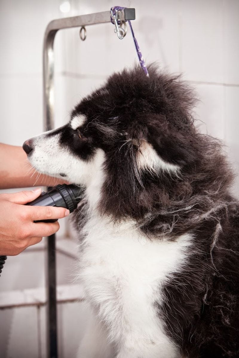 Shaving Double-Coated Breeds Damages Protection