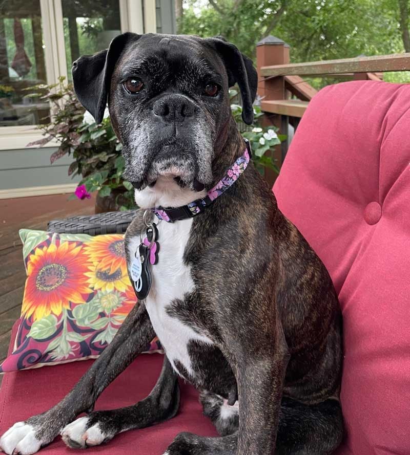Boxer