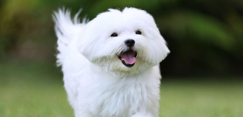 Cloud-Like Companions: Maltese