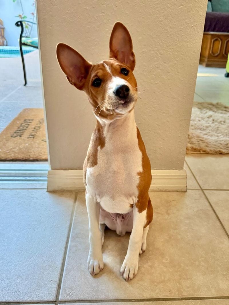 Basenji