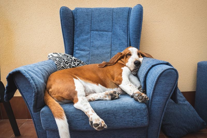 Basset Hound: The Low-Rider Lounger