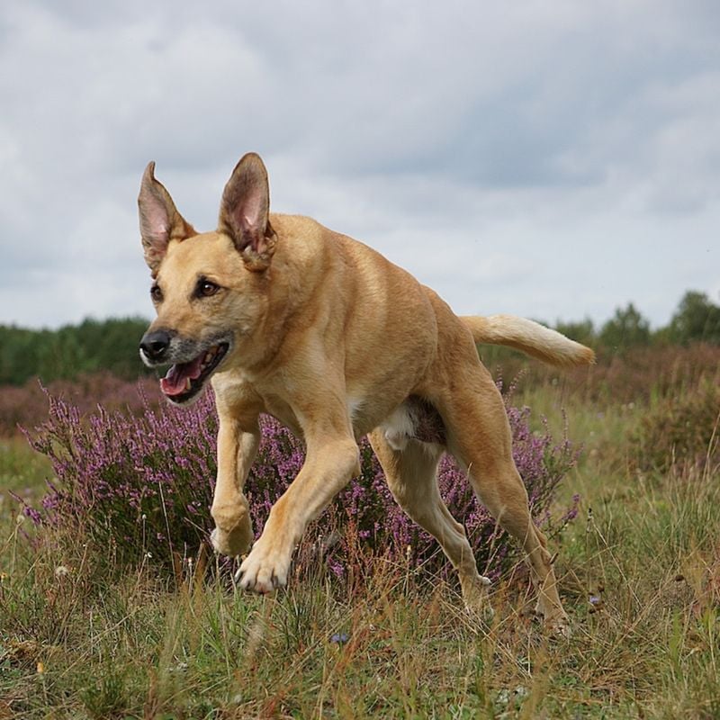 Rescue Dogs Are Too “Broken”