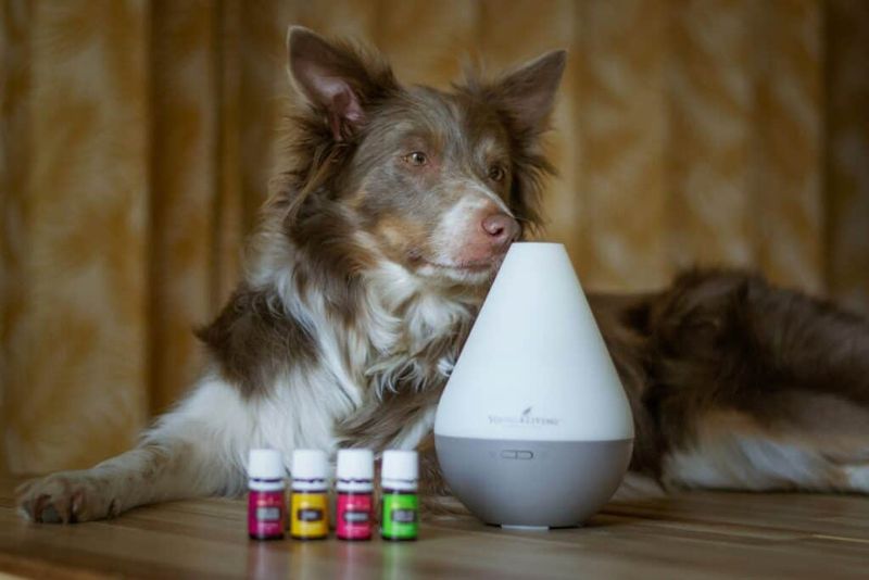 Try Dog-Safe Aromatherapy