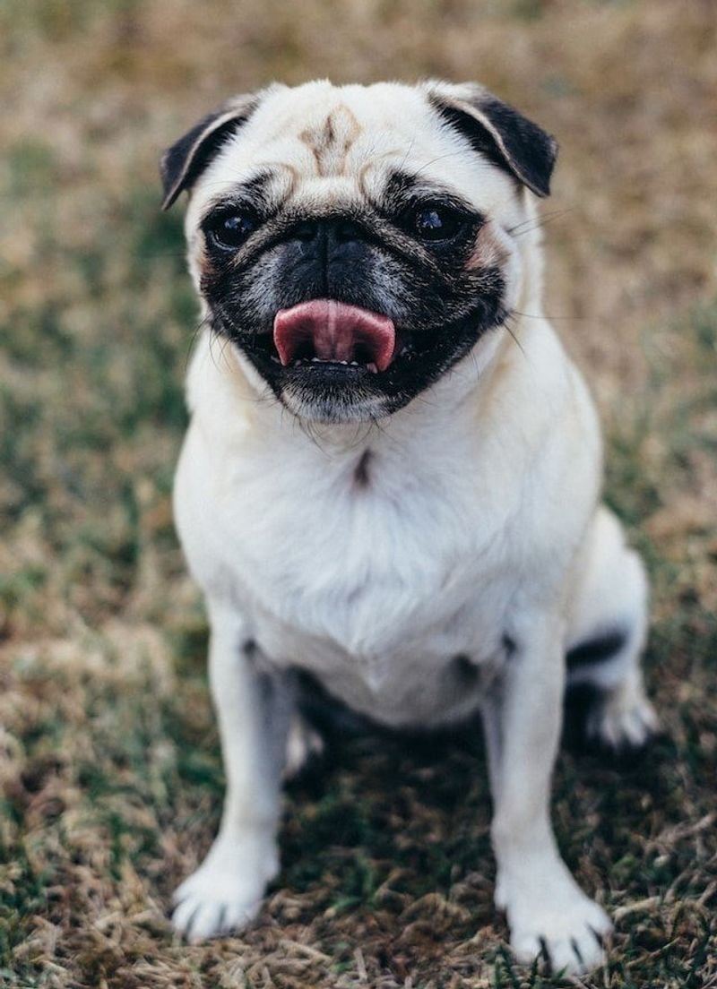 Pug's Lifelong Respiratory Struggle