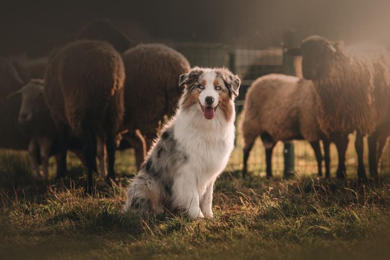 Their Herding Instincts Run Deep