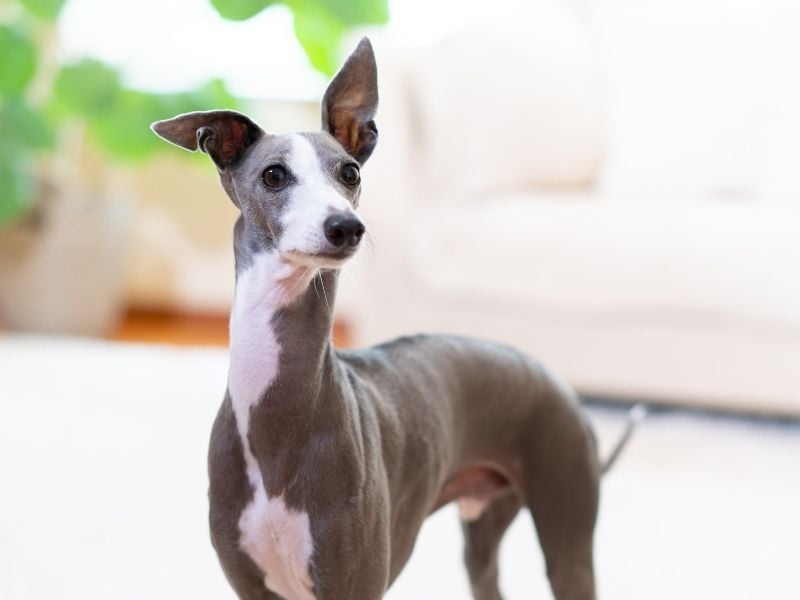 Italian Greyhound