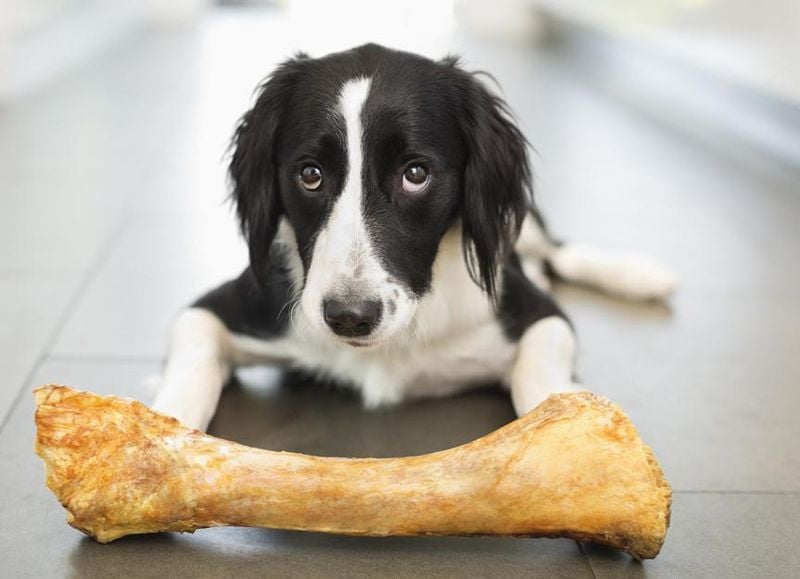 Cooked Bone Perils