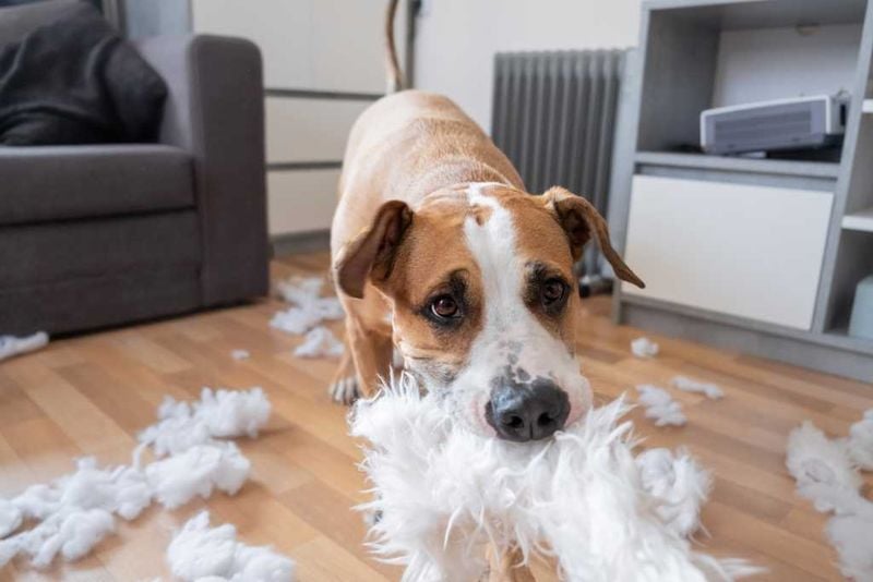 Dogs Misbehave to Spite You