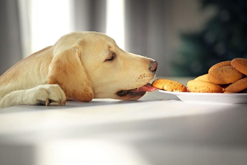 Xylitol (Found in Sugar-Free Gum, Peanut Butter, Baked Goods)