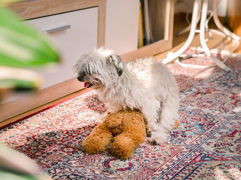 Humping (Even When Neutered)