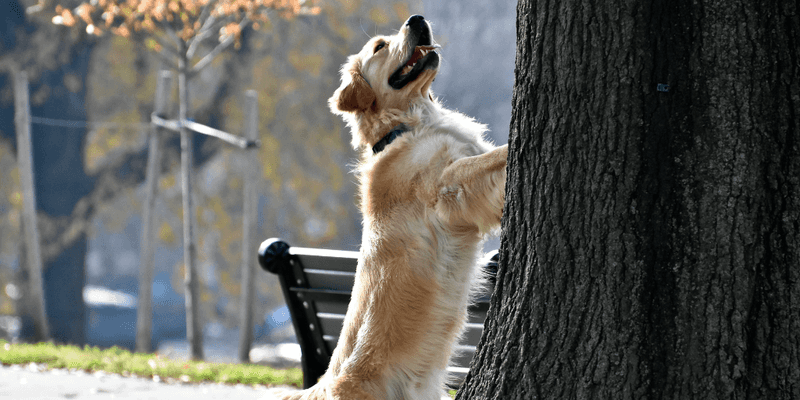 Chasing Squirrels, Cats, or Bikes