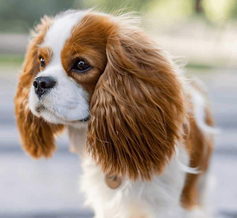 Cavalier King Charles Spaniel