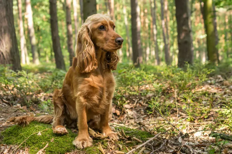 Cocker Spaniel: The Silky-Coated Sweetheart With High Upkeep