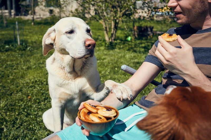 They Demand to Be Fed First