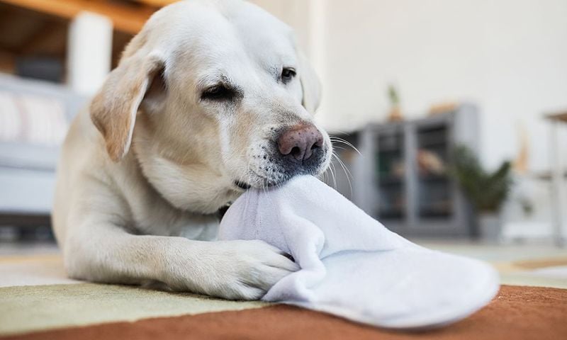 Labrador Retriever: The Velcro Companion