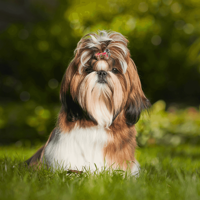 Shih Tzu: The Little Lion Dog