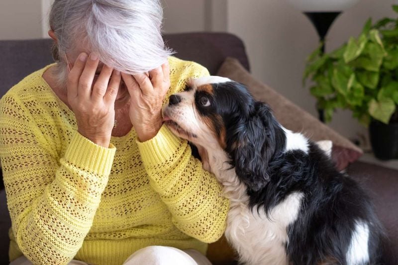 Your Dog Smells Your Feelings