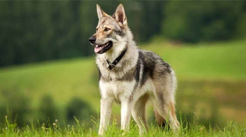 Remaining Wolf-like Traits in Dogs