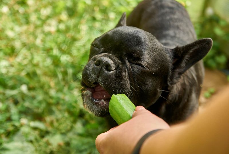 Cool Cucumber: Hydrating Summer Treat